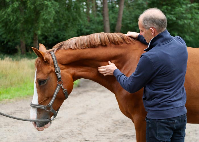 Röntgenuntersuchung – Dr. med. vet. Ralf Pellmann – Fachtierarzt für Pferde