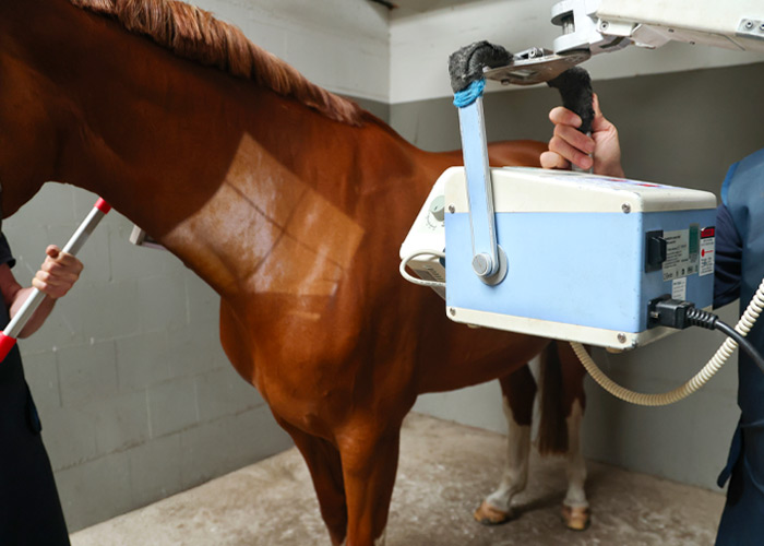 Röntgenuntersuchung – Dr. med. vet. Ralf Pellmann – Fachtierarzt für Pferde