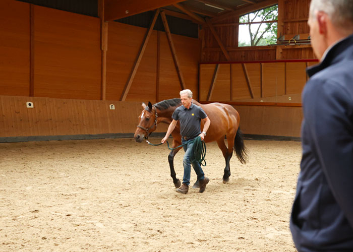 Klinische Untersuchung – Dr. med. vet. Ralf Pellmann – Fachtierarzt für Pferde
