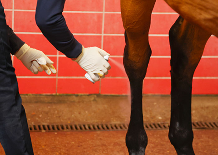Klinische Untersuchung – Dr. med. vet. Ralf Pellmann – Fachtierarzt für Pferde