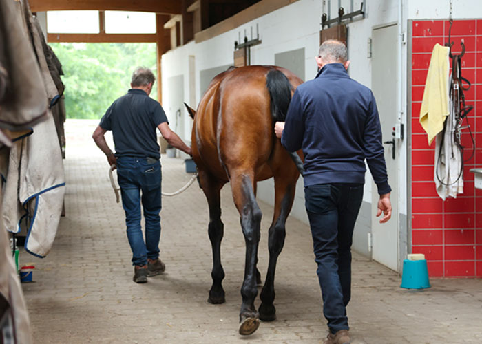 Klinische Untersuchung – Dr. med. vet. Ralf Pellmann – Fachtierarzt für Pferde