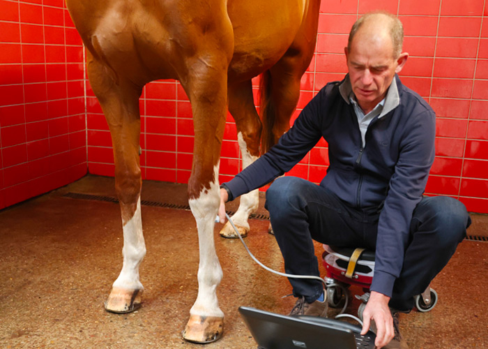 Sonographie – Dr. med. vet. Ralf Pellmann – Fachtierarzt für Pferde