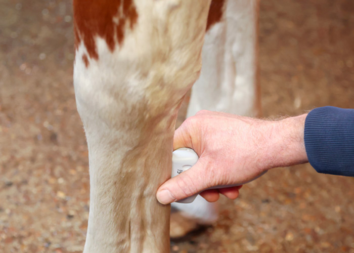 Sonographie – Dr. med. vet. Ralf Pellmann – Fachtierarzt für Pferde