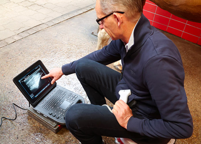 Sonographie – Dr. med. vet. Ralf Pellmann – Fachtierarzt für Pferde